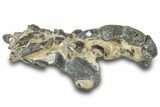 Fossil Mud Lobster (Thalassina) - Gunn Poin, Australia #307724-2